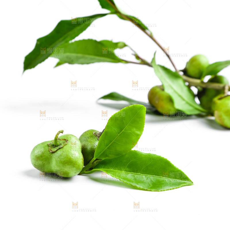 白底上摆放着茶叶子