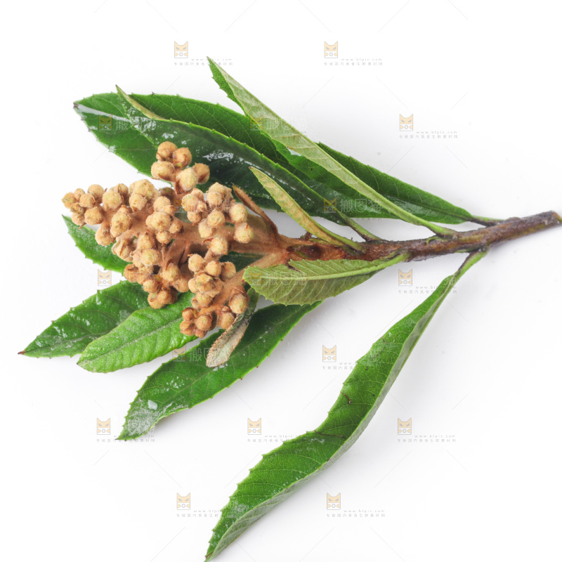 白底上放着枇杷枝