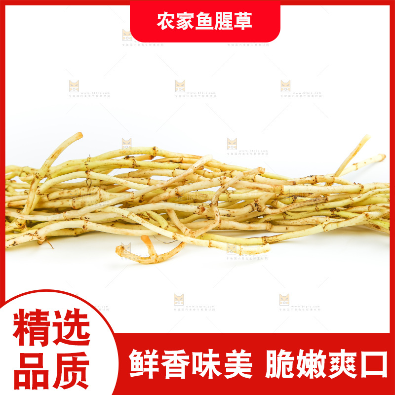 白底上的鱼腥草