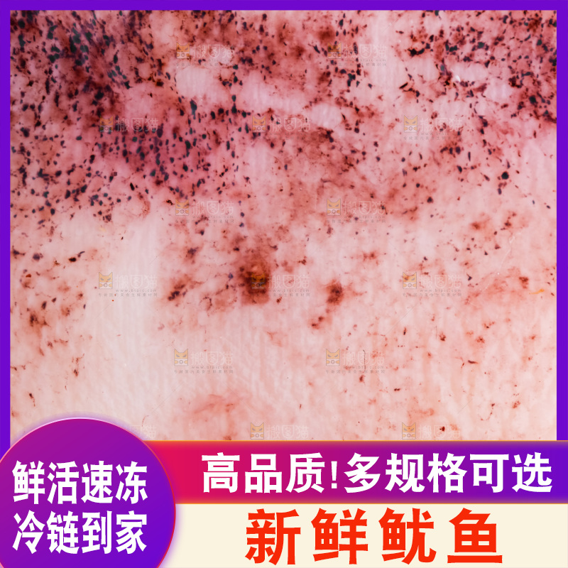 鱿鱼背景纹理