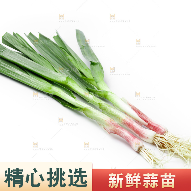 白底上的新鲜蒜苗