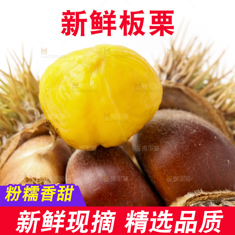 浅底上的迁西板栗