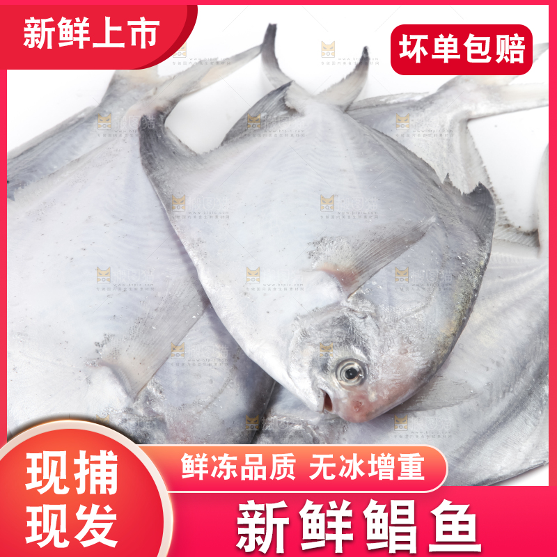 白底上的银鲳鱼