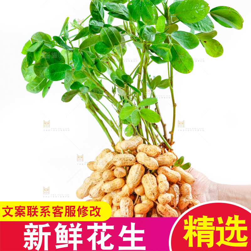 手上捧着湿花生