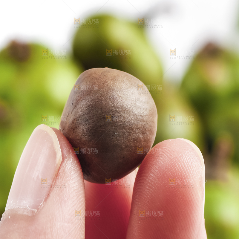 手里拿着茶树果