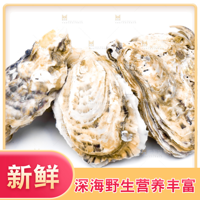 乳山生蚝放在白底上