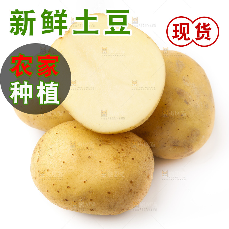 新鲜土豆放在白底上