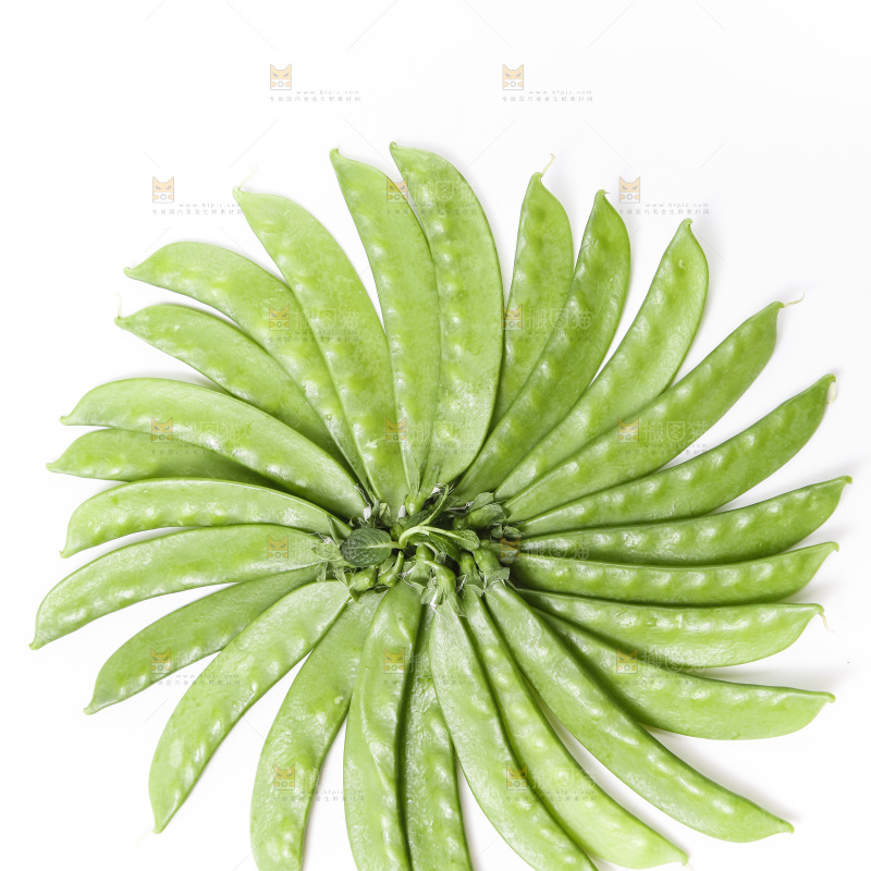 浅底上的荷兰豆