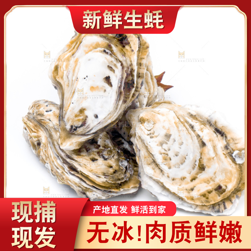 浅底上的海蛎子