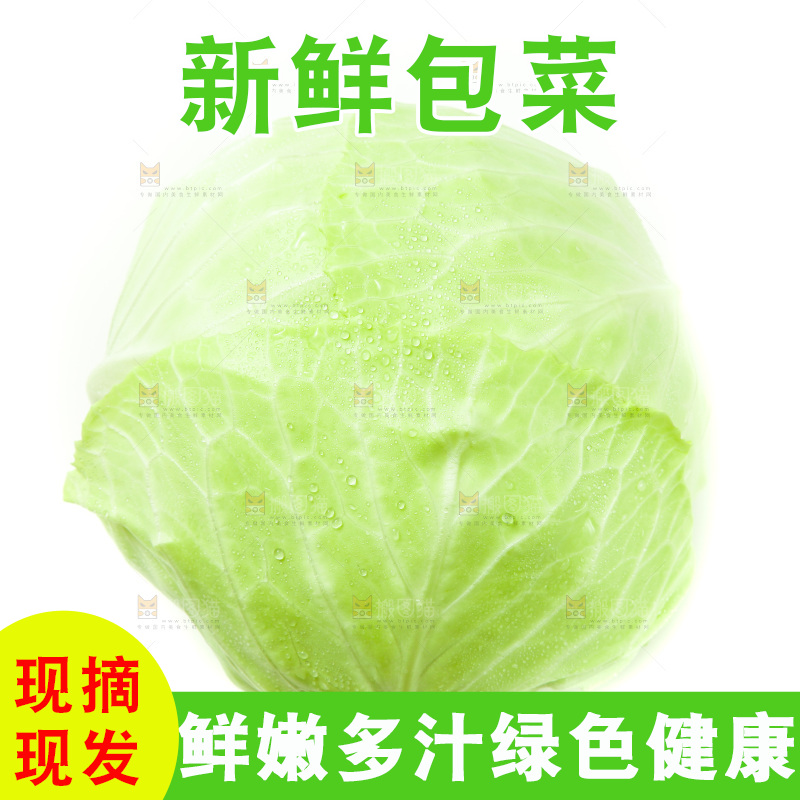 白底上的包菜