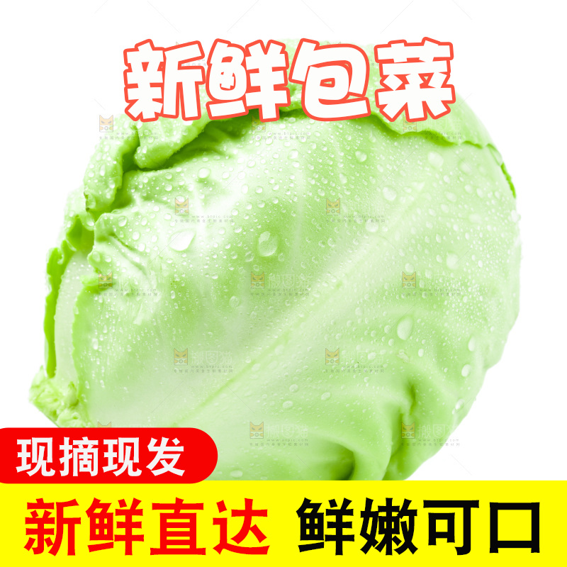 新鲜包菜放在白底上