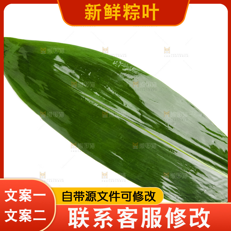新鲜粽叶放在白底上