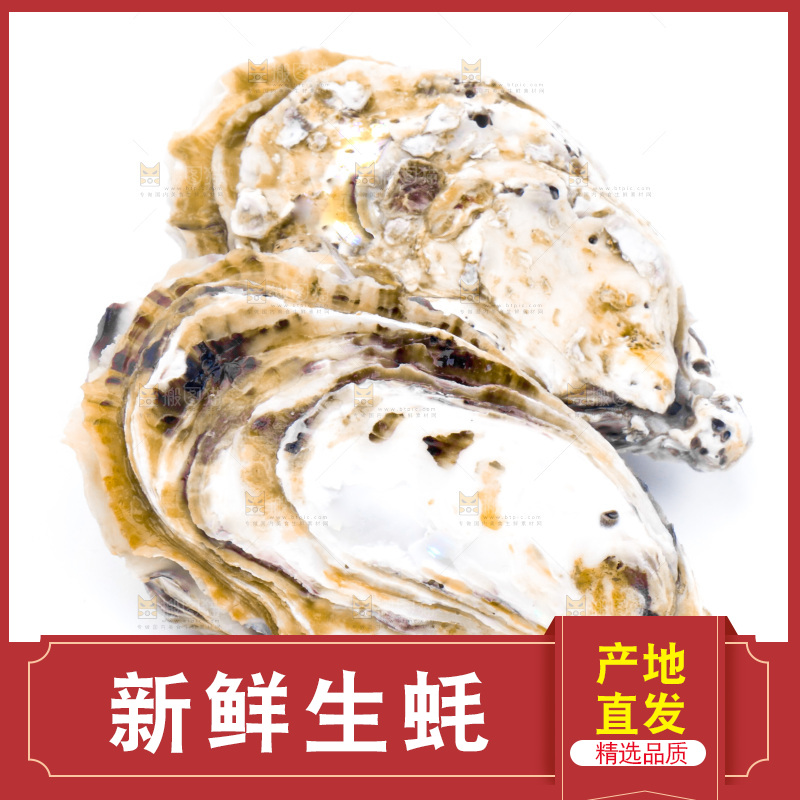 白底上的乳山生蚝