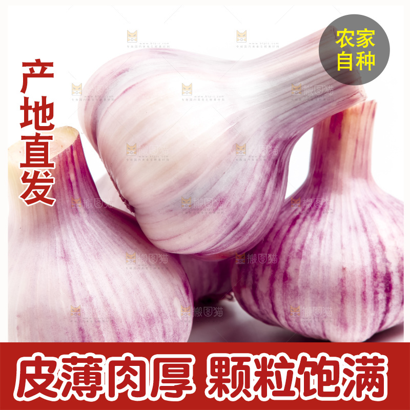 紫皮大蒜放在白底上