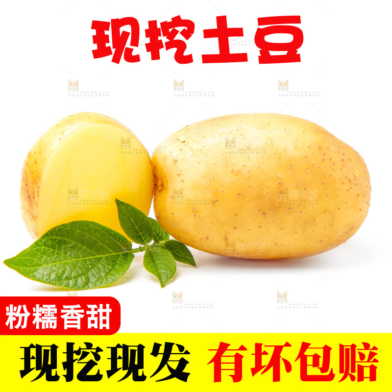 新鲜土豆放在白底上