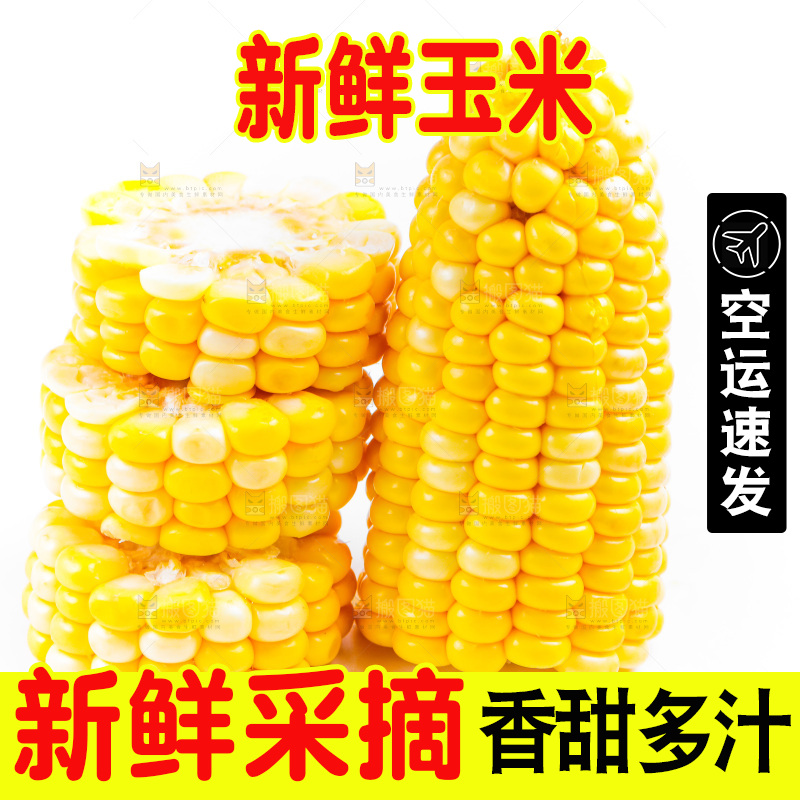 白底上的甜玉米