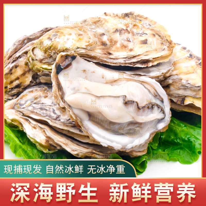 白底上放着乳山生蚝