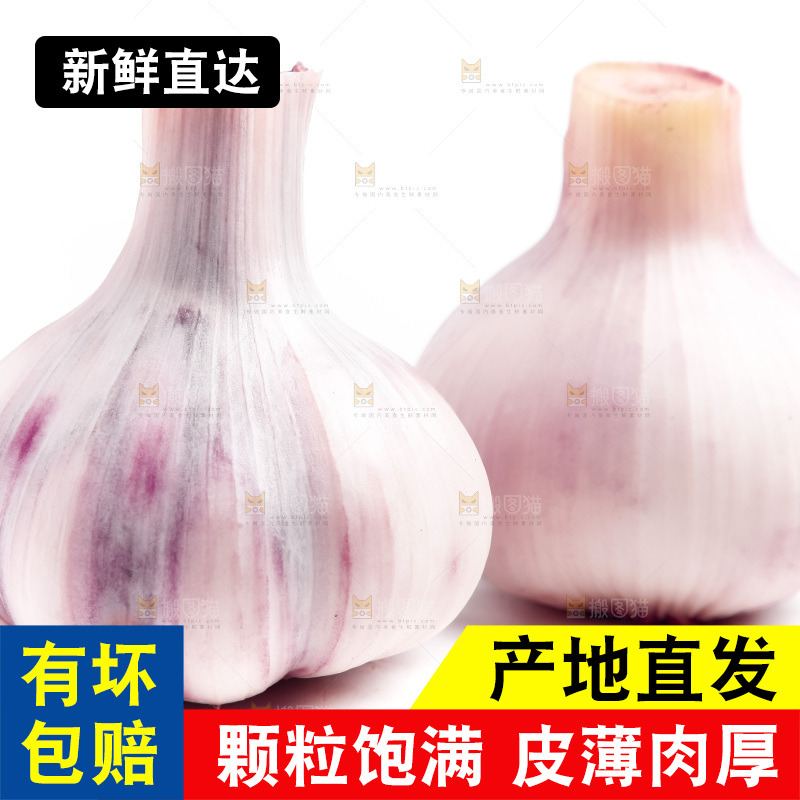 紫皮大蒜放在白底上