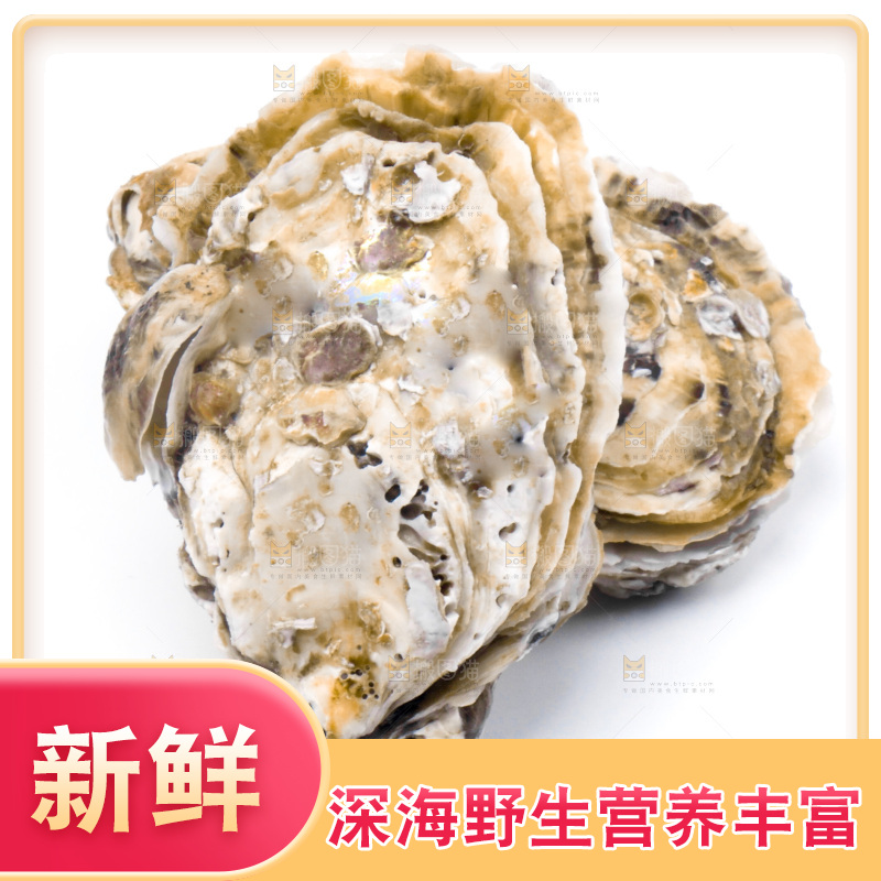 浅底上的海蛎子