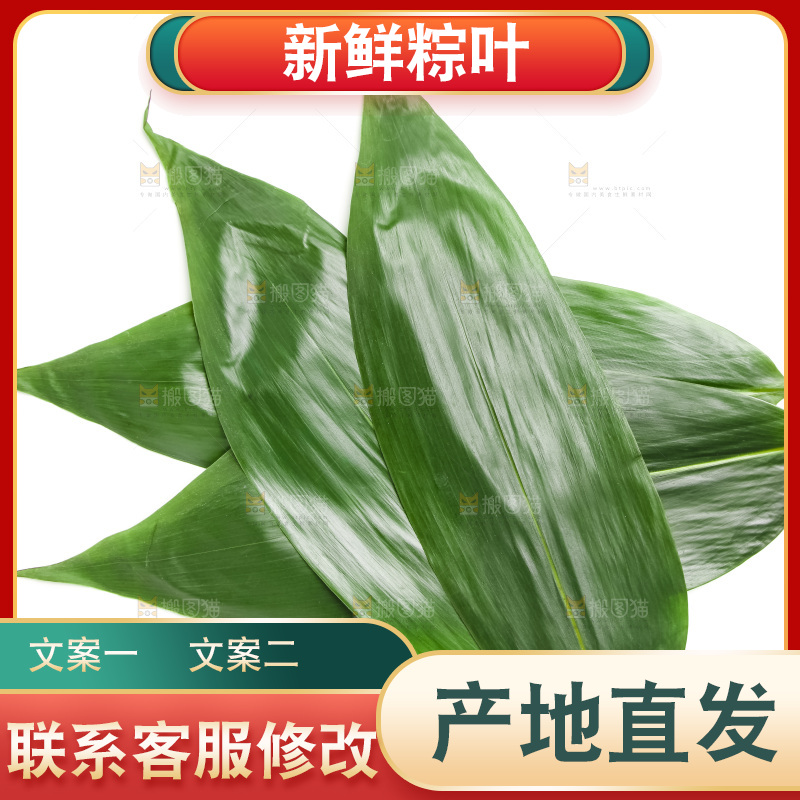 新鲜粽叶放在白底上