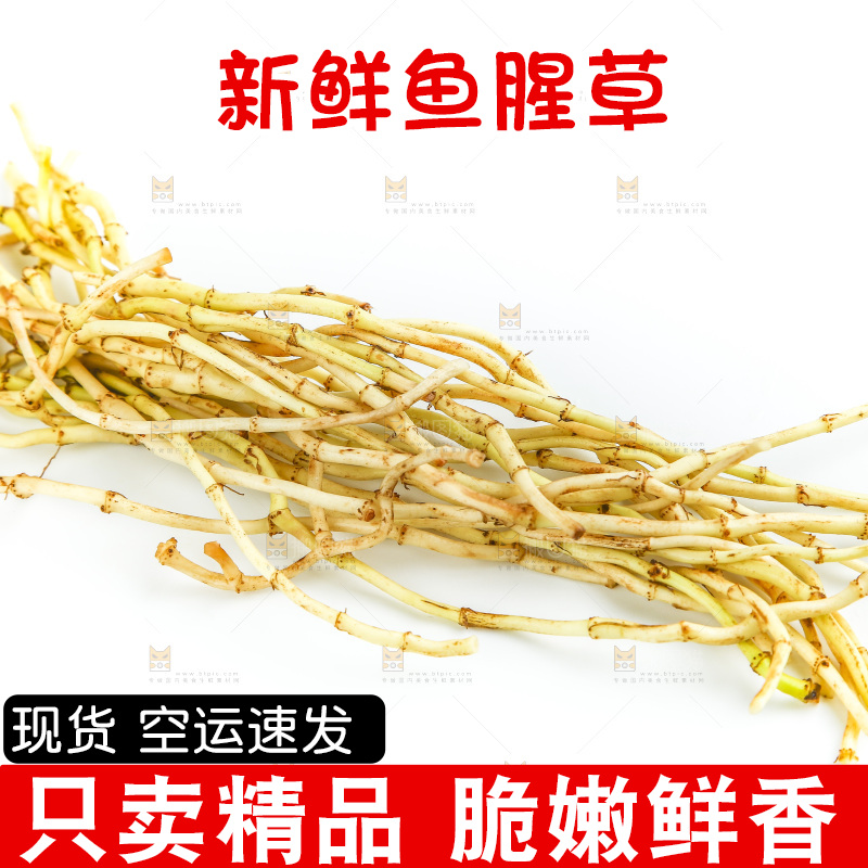 白底上的鱼腥草