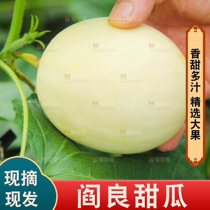 新鲜采摘阎良甜瓜