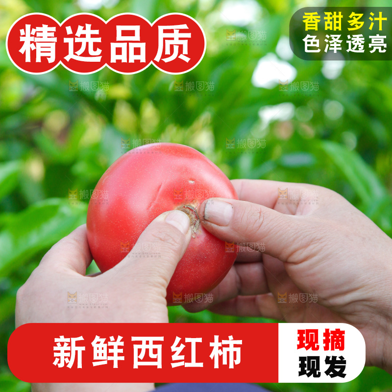 手里掰着沙瓤西红柿