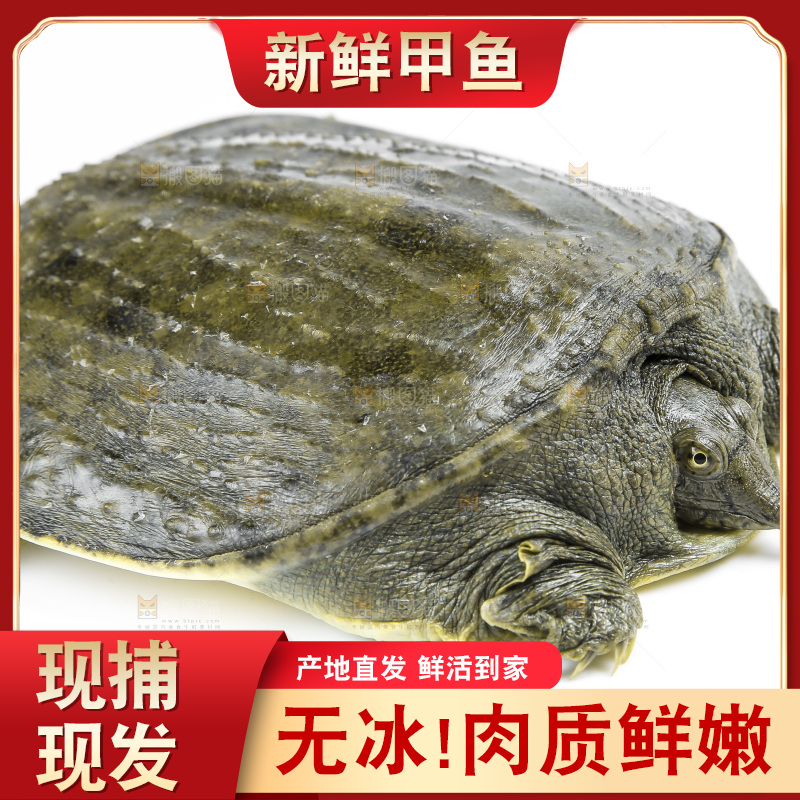 白底上放着甲鱼