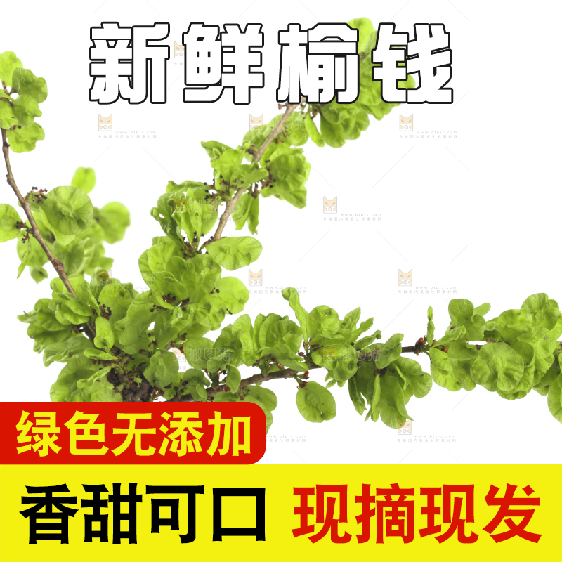 白底上的榆钱枝叶