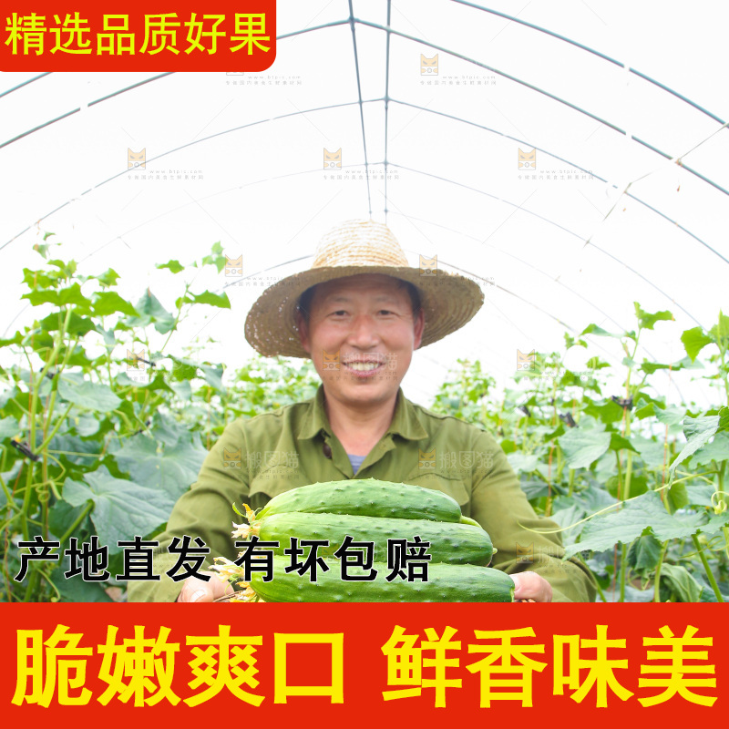 手里端着一篮刺黄瓜