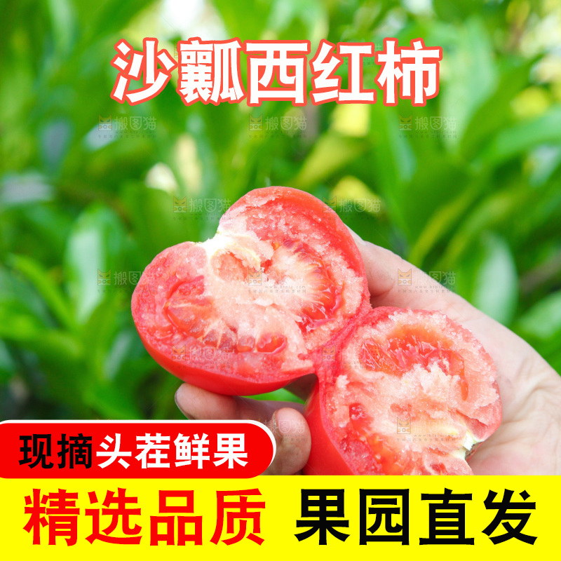 手里拿着沙瓤番茄
