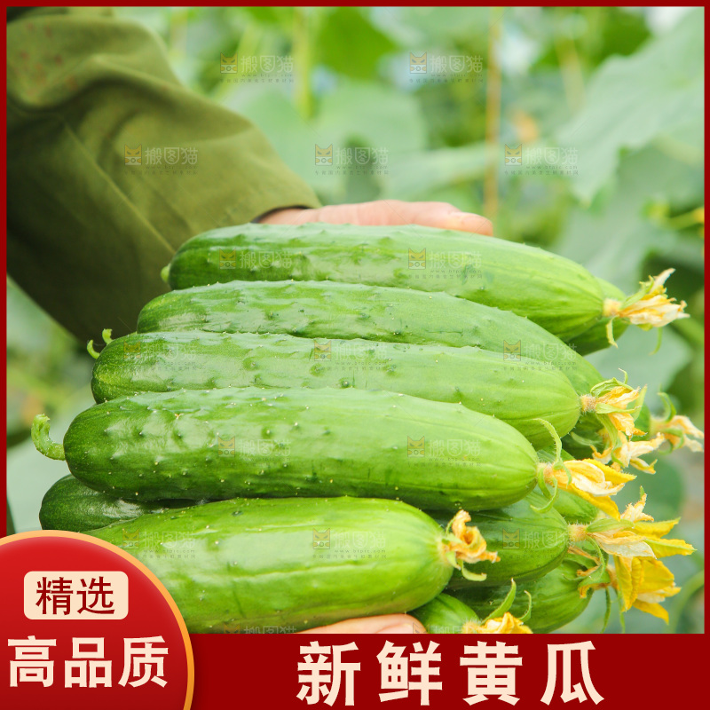 手里捧着旱黄瓜