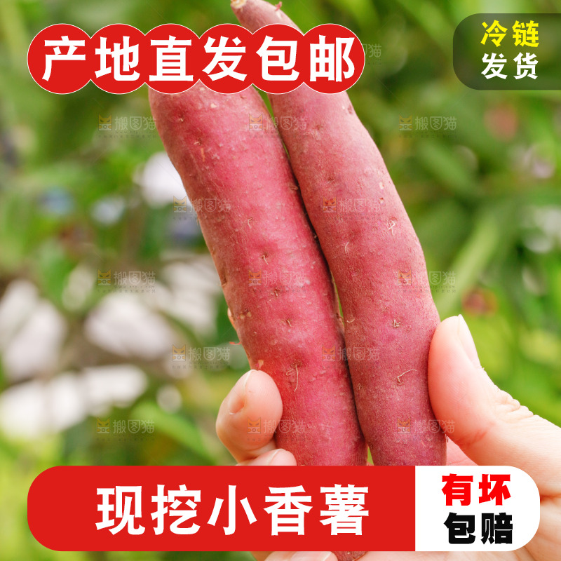 手里拿着小香薯
