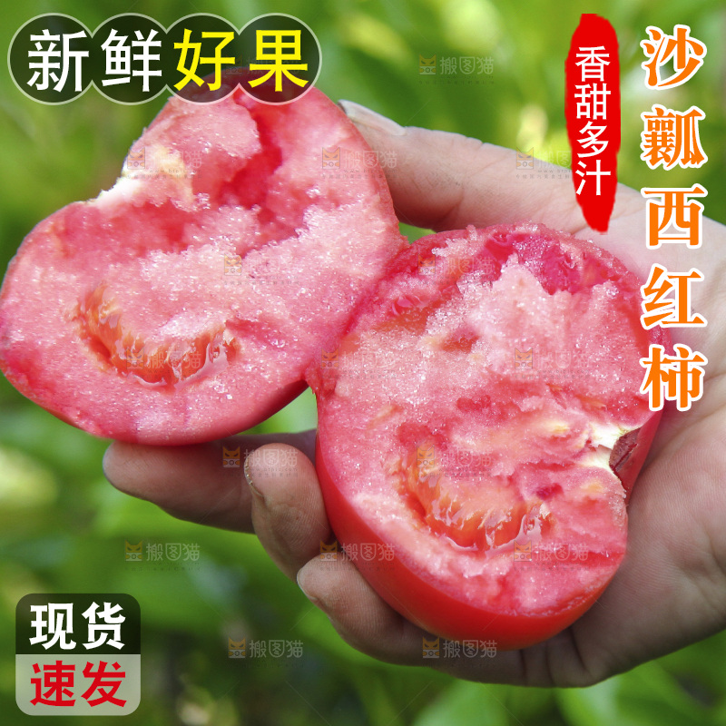 手里拿着沙瓤番茄