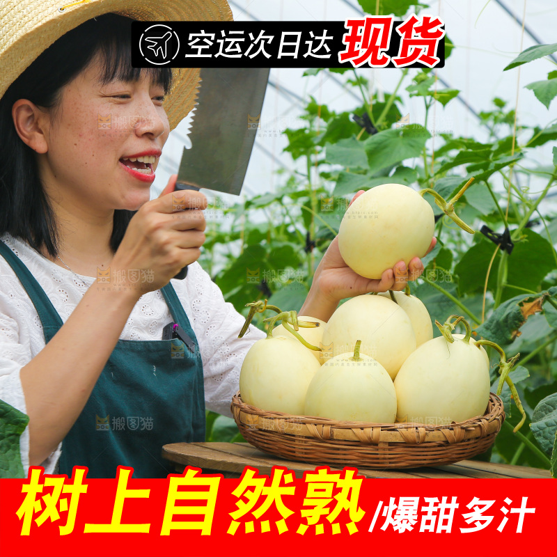 手里拿着郁金香甜瓜