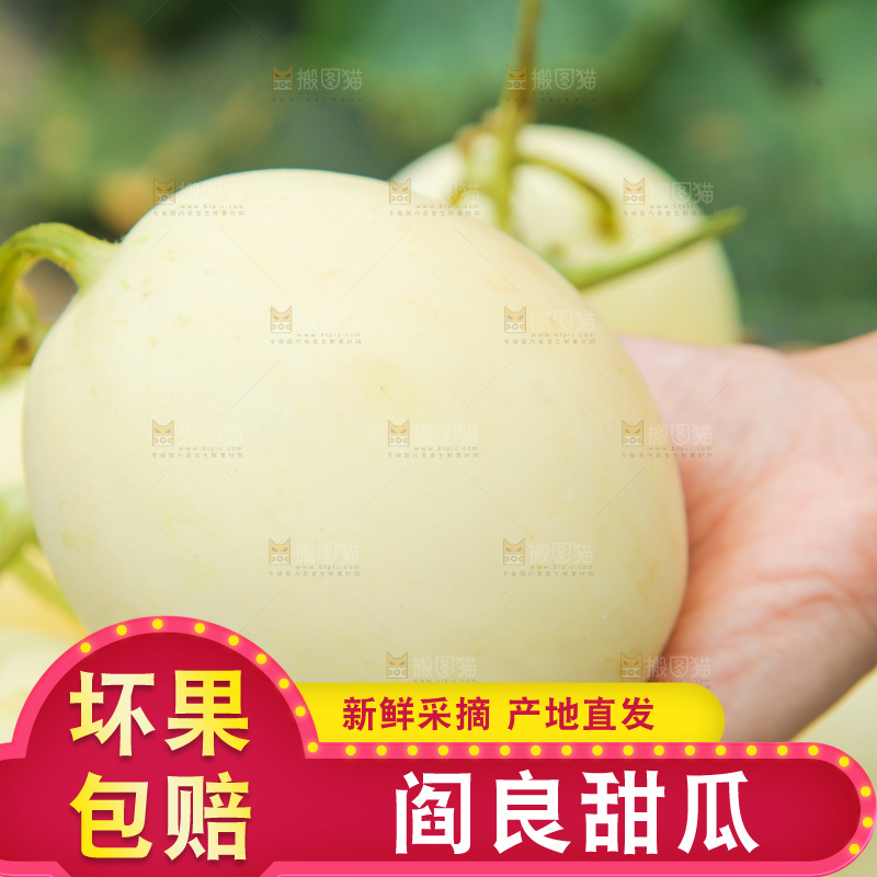 手里拿着阎良甜瓜