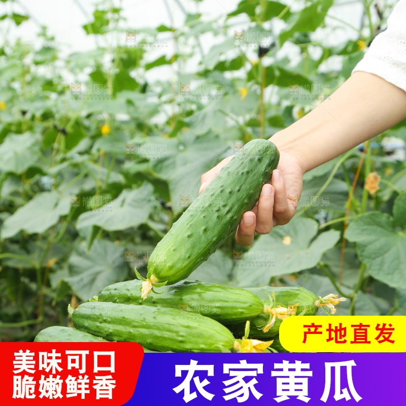 一篮新鲜旱黄瓜