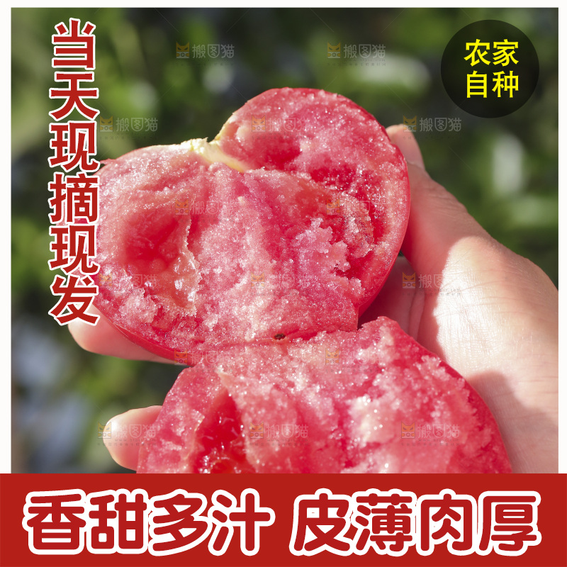 手里拿着沙瓤番茄