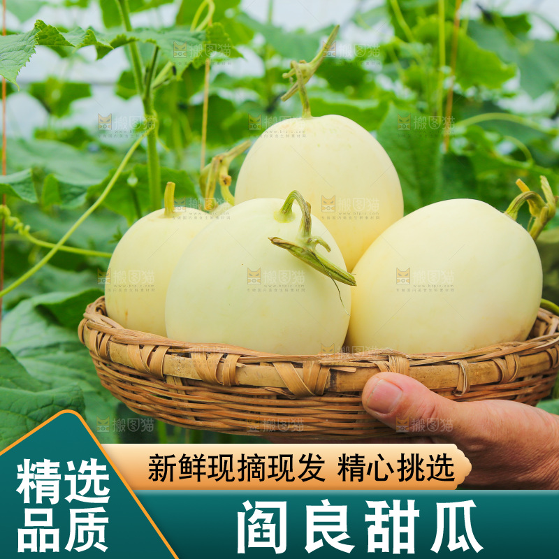 手里端着一篮白皮香瓜