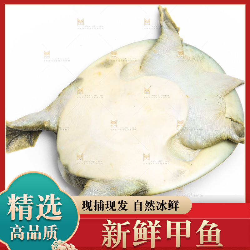白底上放着甲鱼
