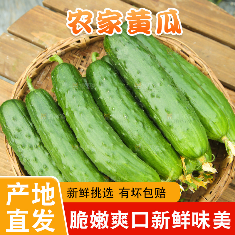 一篮新鲜旱黄瓜