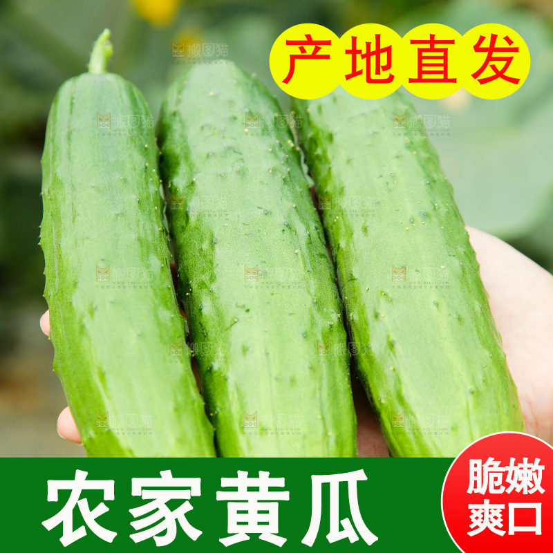 手里捧着旱黄瓜