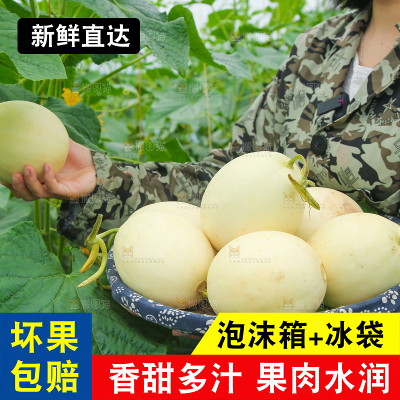 新鲜采摘阎良甜瓜