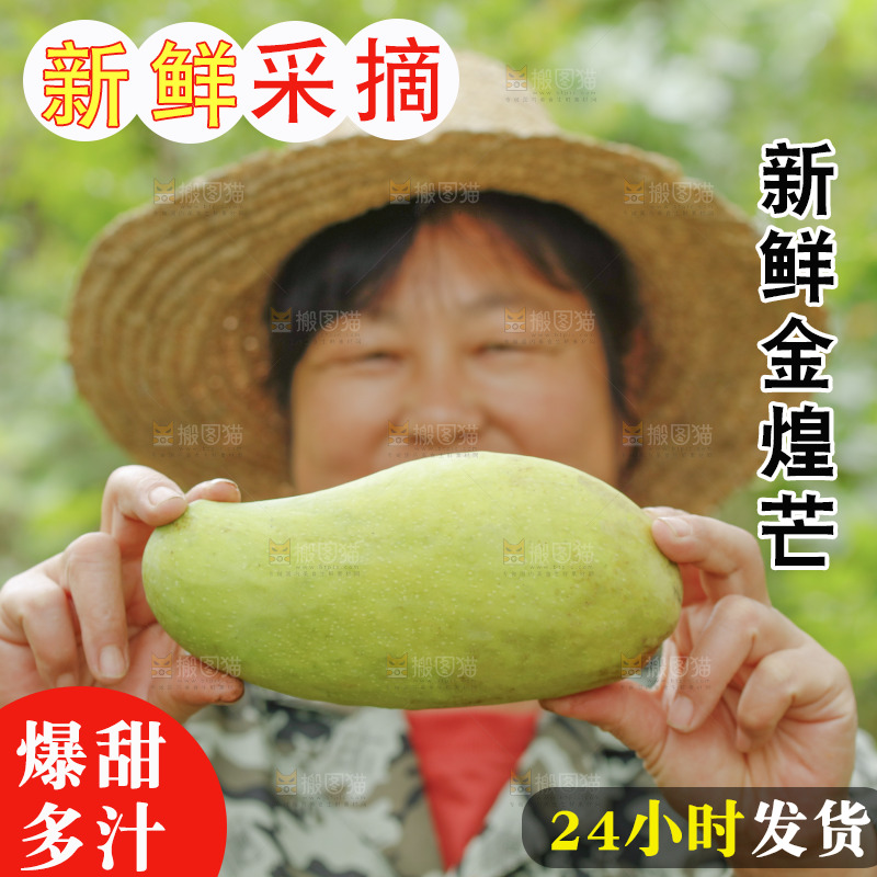 手里拿着大金煌芒