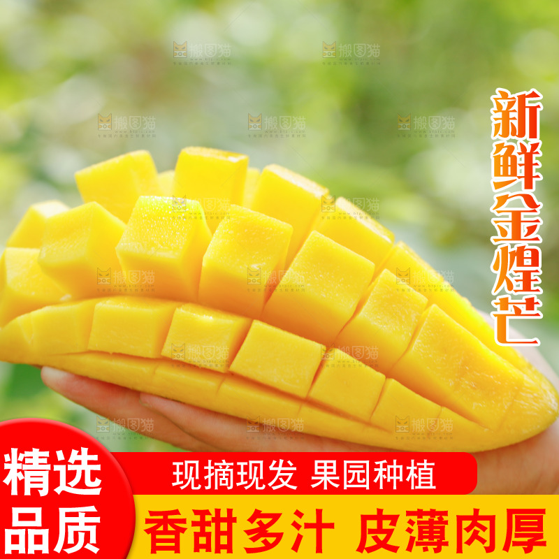 手里拿着金煌芒果肉