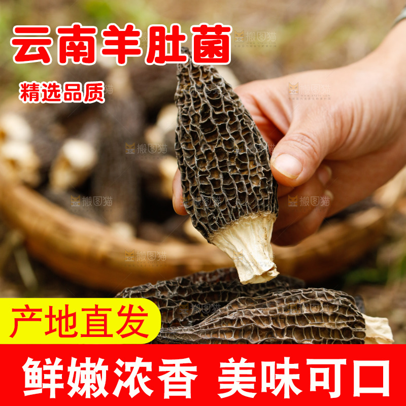 手里拿着羊肚菌