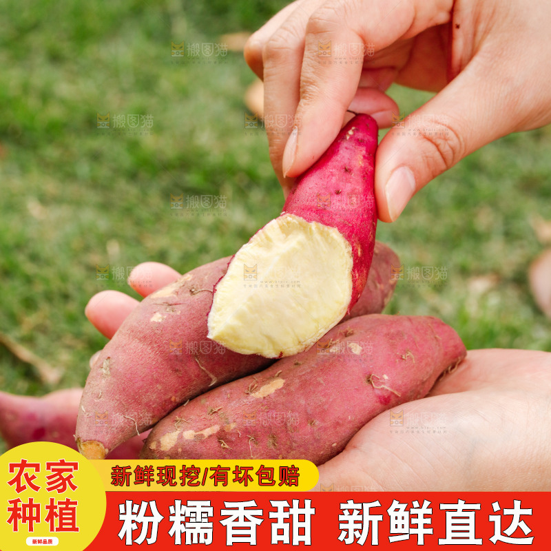 手里拿着小香薯