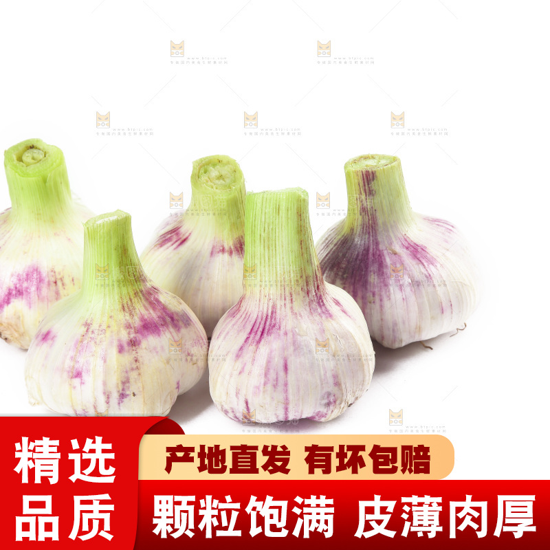 白底上的大蒜