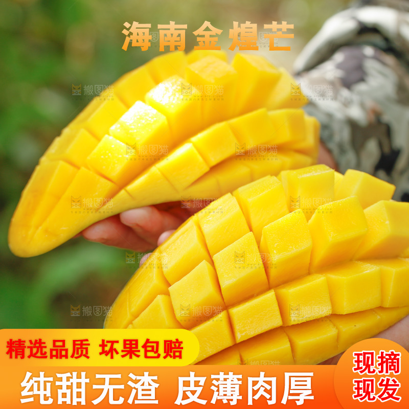 手里拿着金煌芒果肉