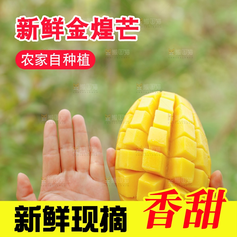 手里拿着大金煌芒